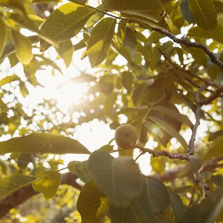 Trulli Santa Maria Odegitria Relais منزل ريفي