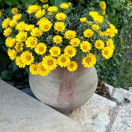 乡村民宿 Trulli Santa Maria Odegitria Relais